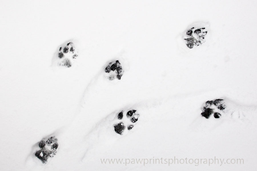 paws in the snow