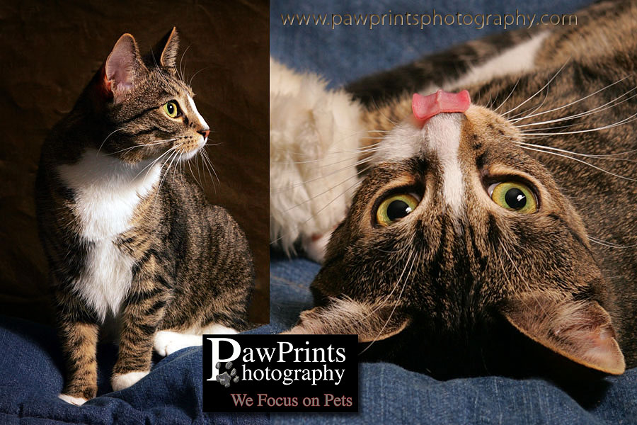 Beautiful cat named Sonny
