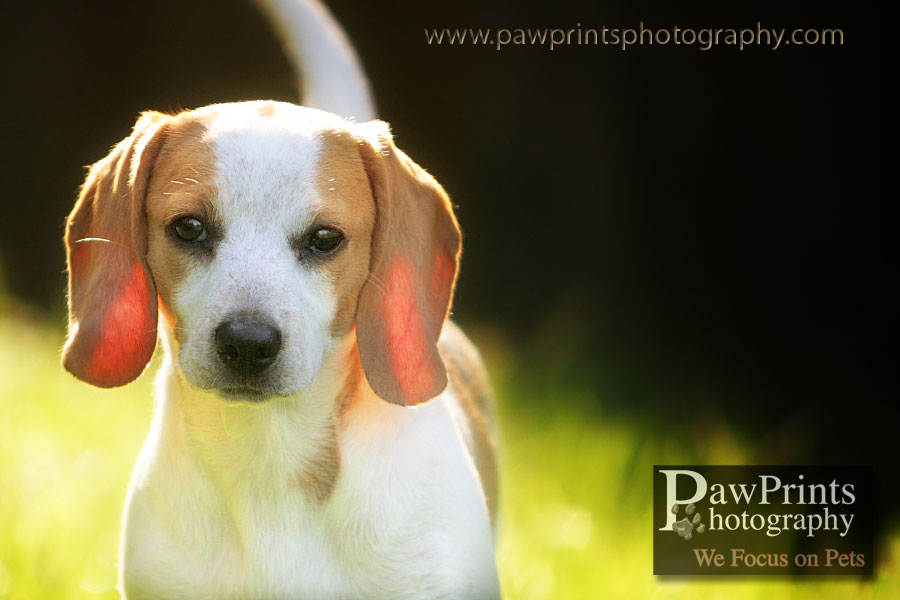 Beagle puppy