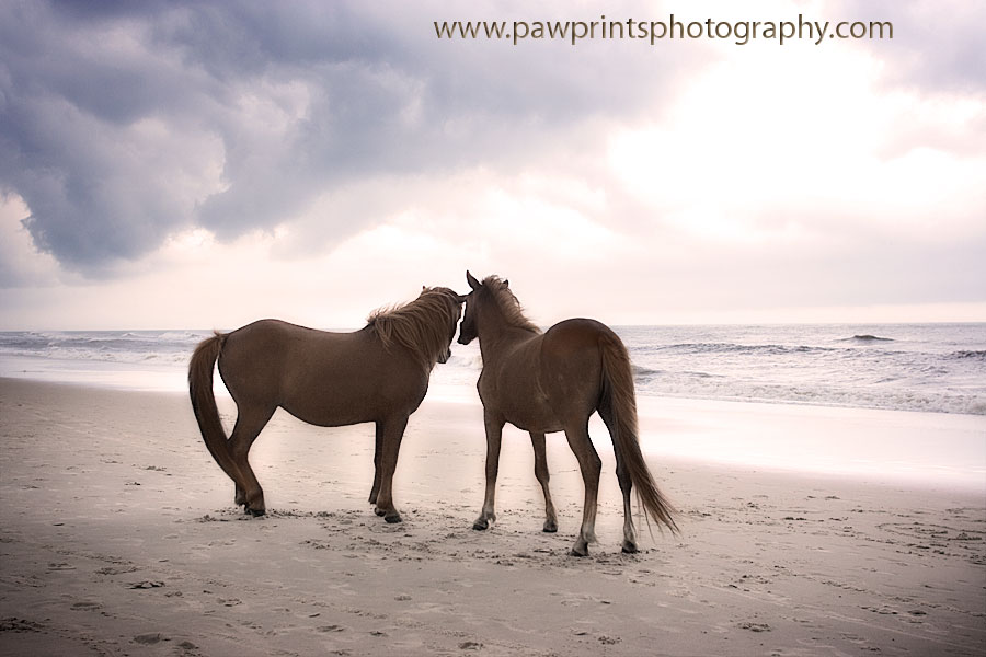 horses on beach with cloud rolling in