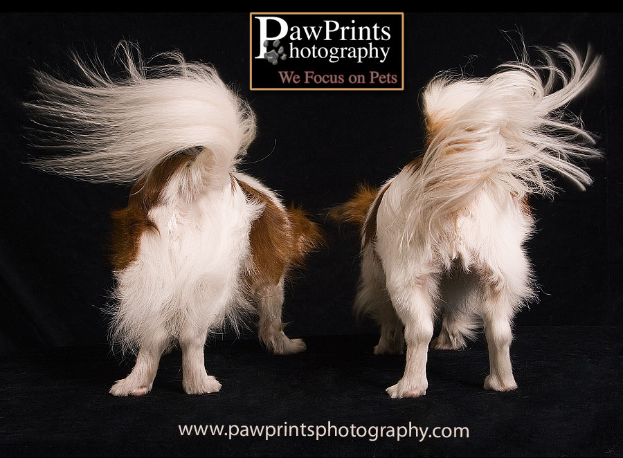 Dog tails wagging