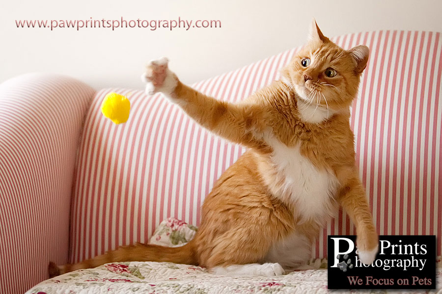 orange cat playing