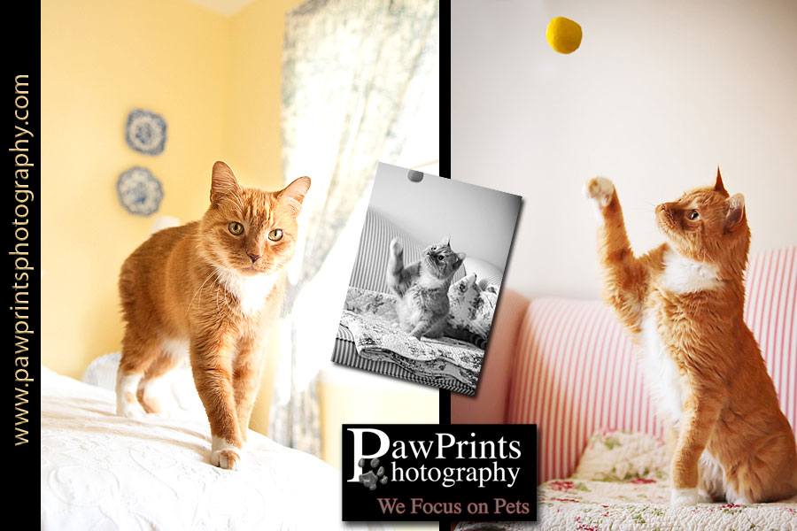 orange cat walking on bed