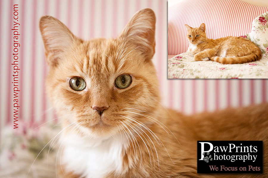 orange cat on pink/white settee