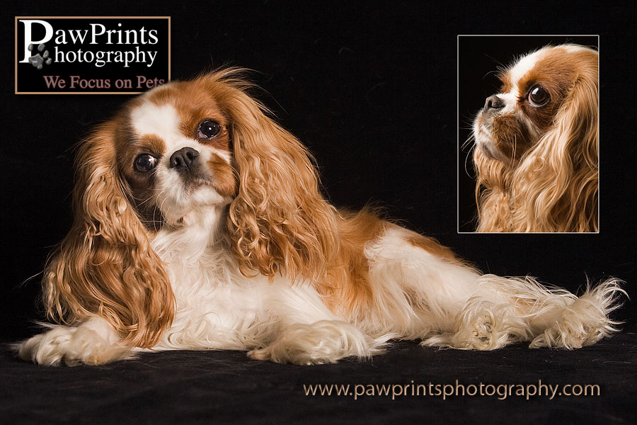 Cavalier King Charles