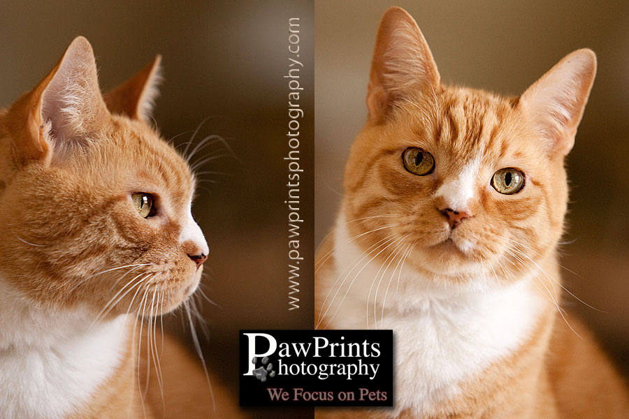 orange cat profile