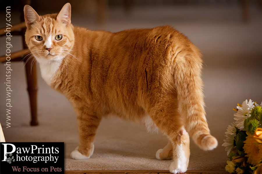 orange cat on white bed