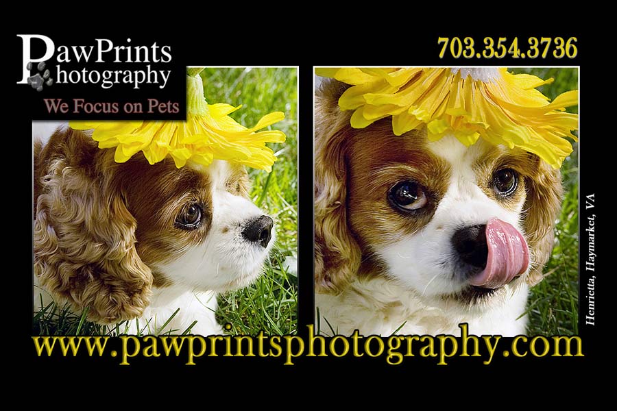Cavalier King Charles Spaniel with Sunflower