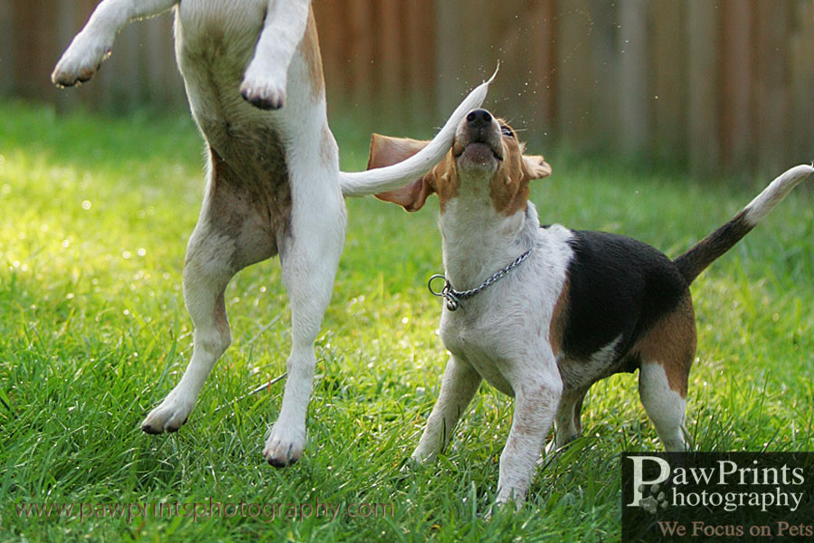 Beagle puppies jumping