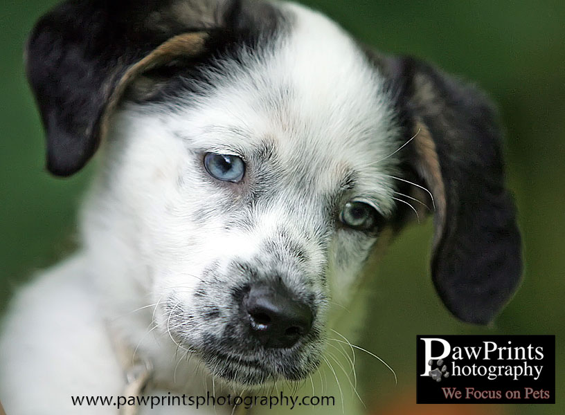 White Puppy with Black Ears