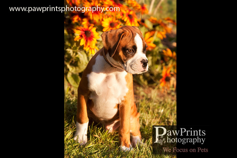 boxer_daisies