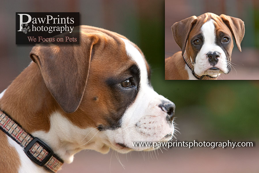 boxer_head