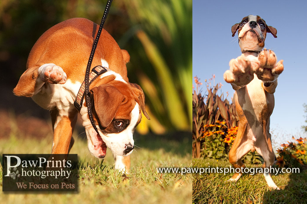 boxer_play