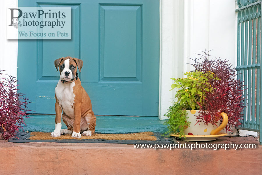 boxer_puppy_door