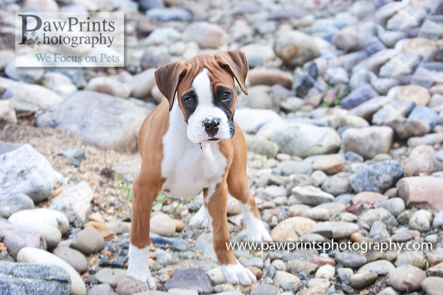 boxer_rocks