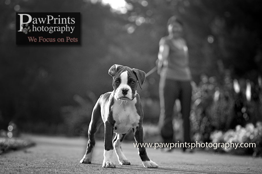 boxer_standingbw