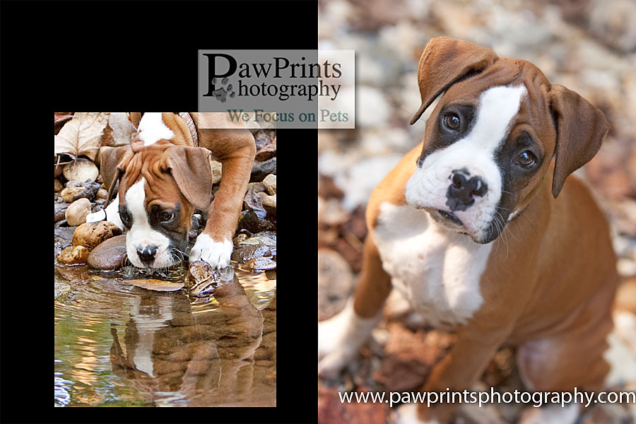 boxer_water