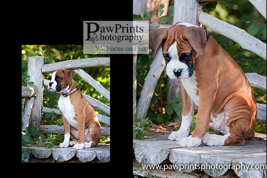 boxer_wrinkles