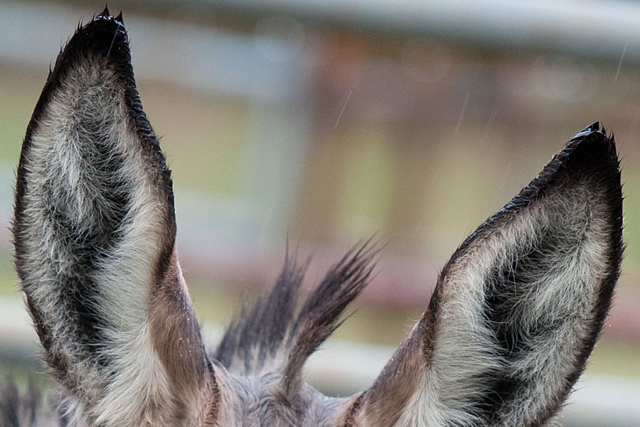burro_ears