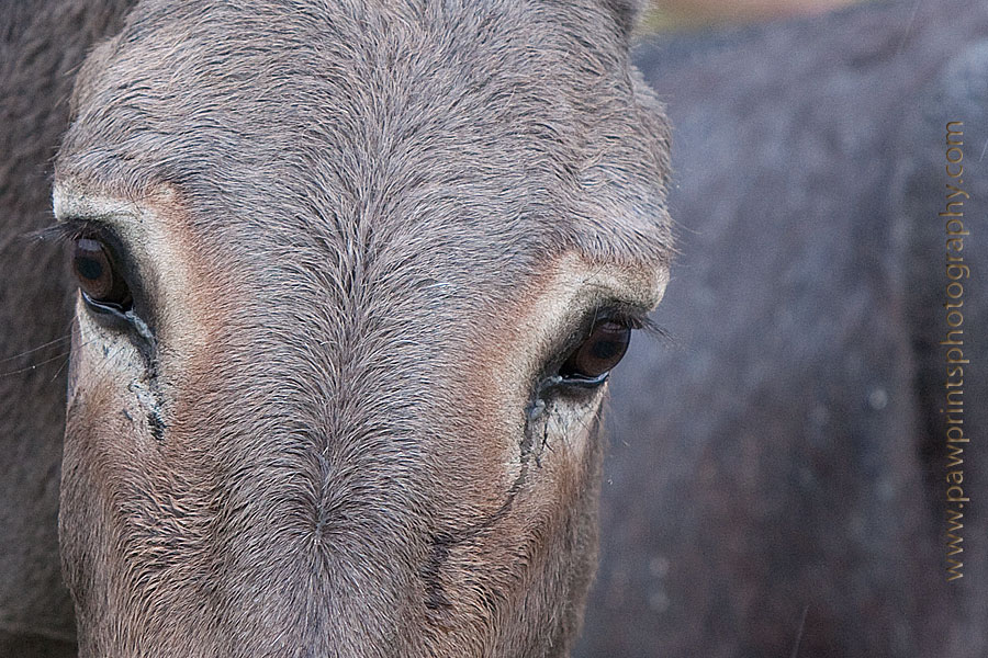 burro_eyes