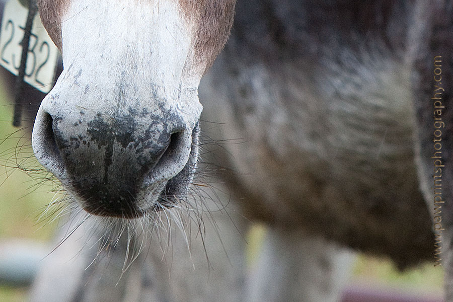 burro_nose