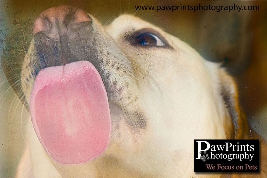 lab_lick