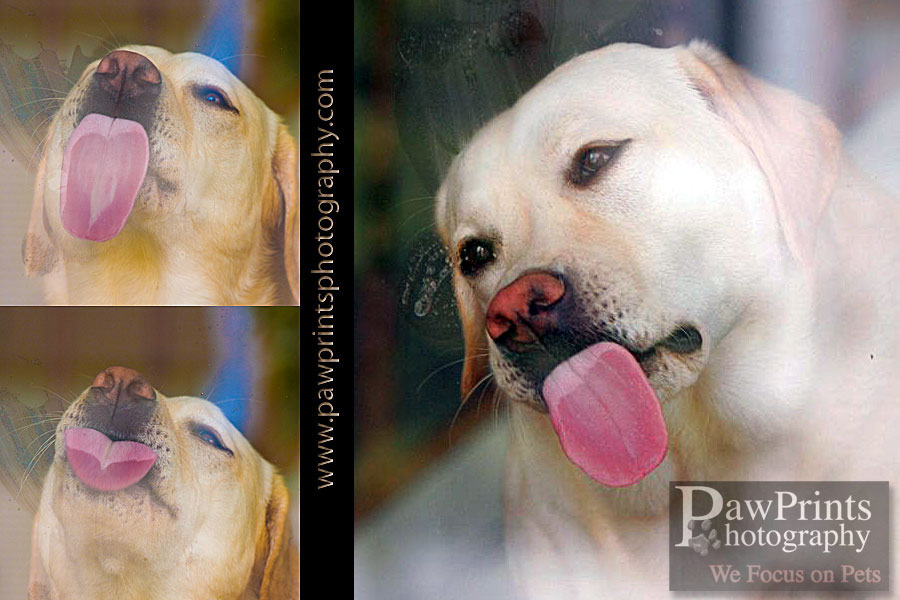 lab_lick_3a