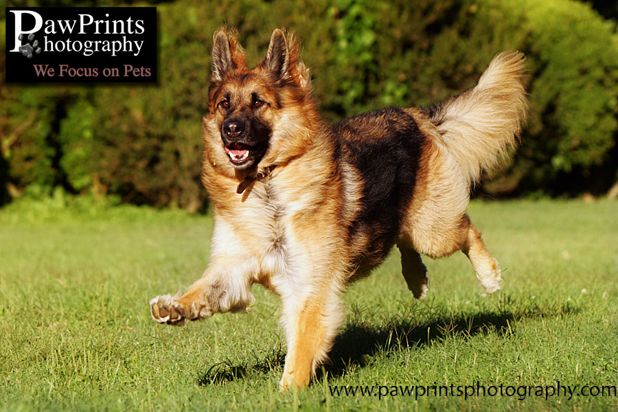shep_run