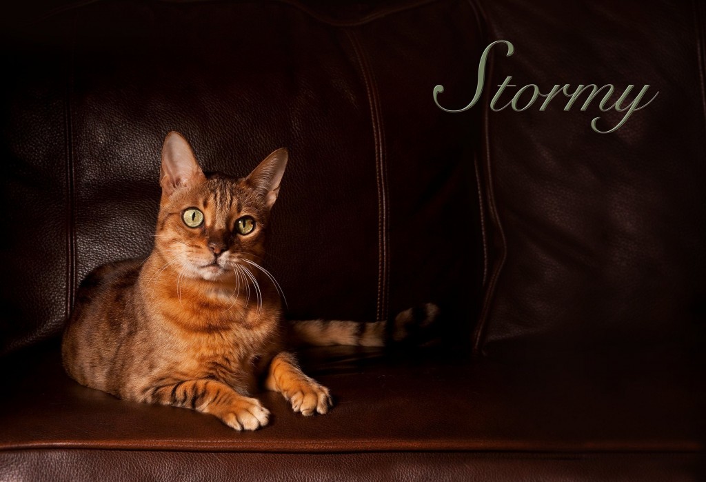04_cowan_stormyRG