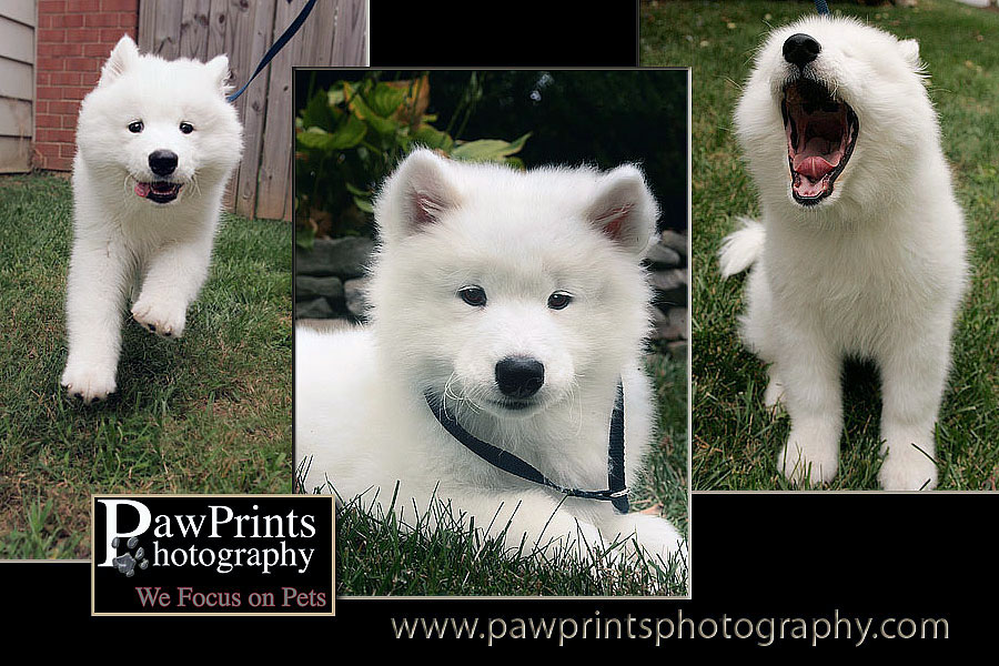 baby_samoyeda