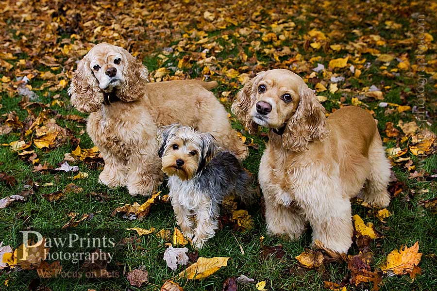 fall_3dogs