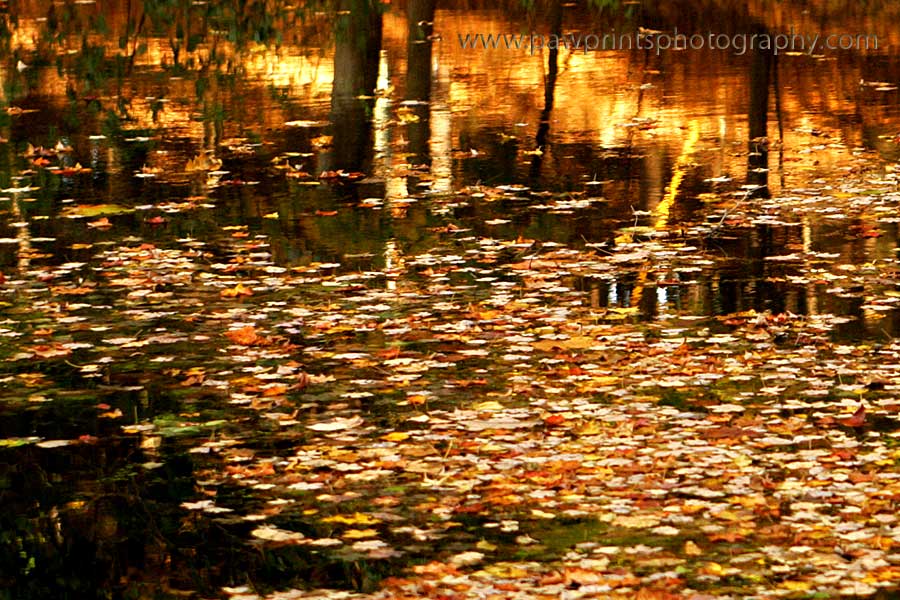 fall_leaves_water