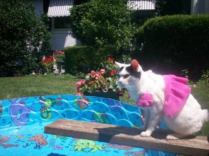 image002 image002