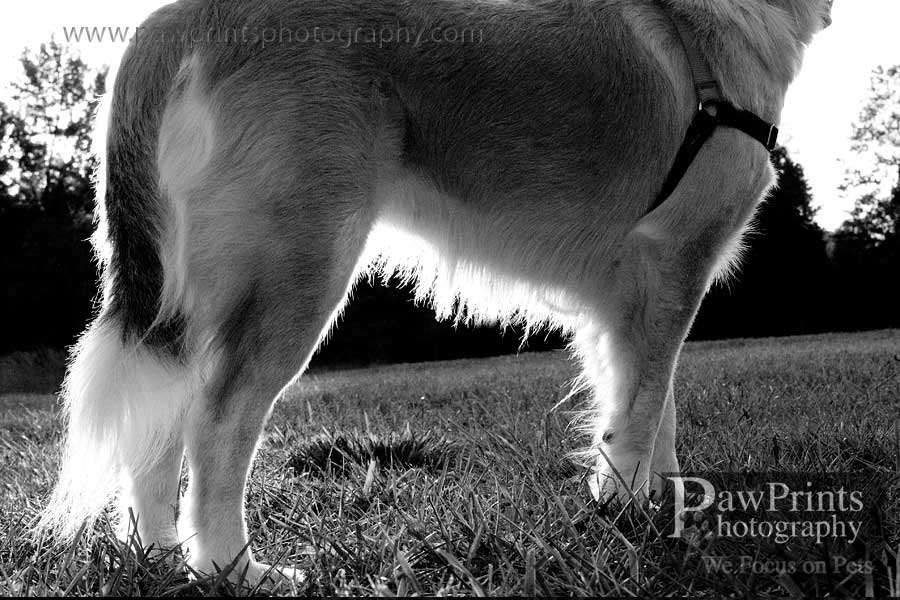 sierra_body_bw sierra_body_bw