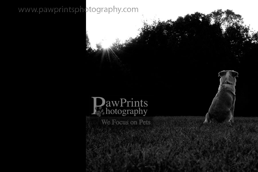 sierra_bw sierra_bw