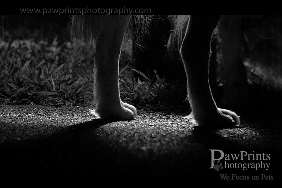 sierra_legs_bw sierra_legs_bw