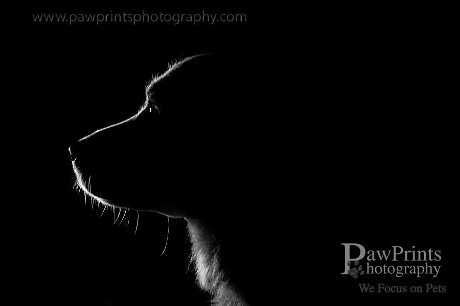 sierra_profile_bw sierra_profile_bw