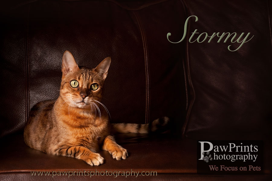 stormy_couch