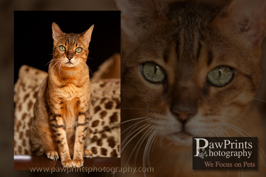 stormy_leopard