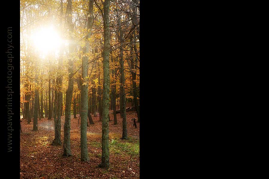 trees_sun