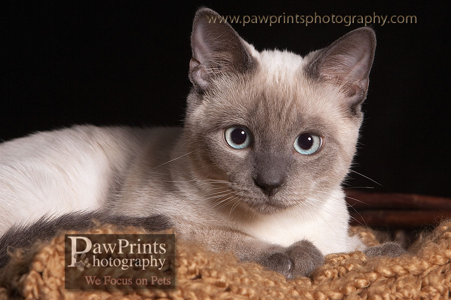 aiden_kitty