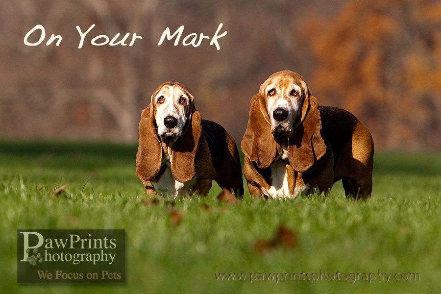 bassets_on_your_mark