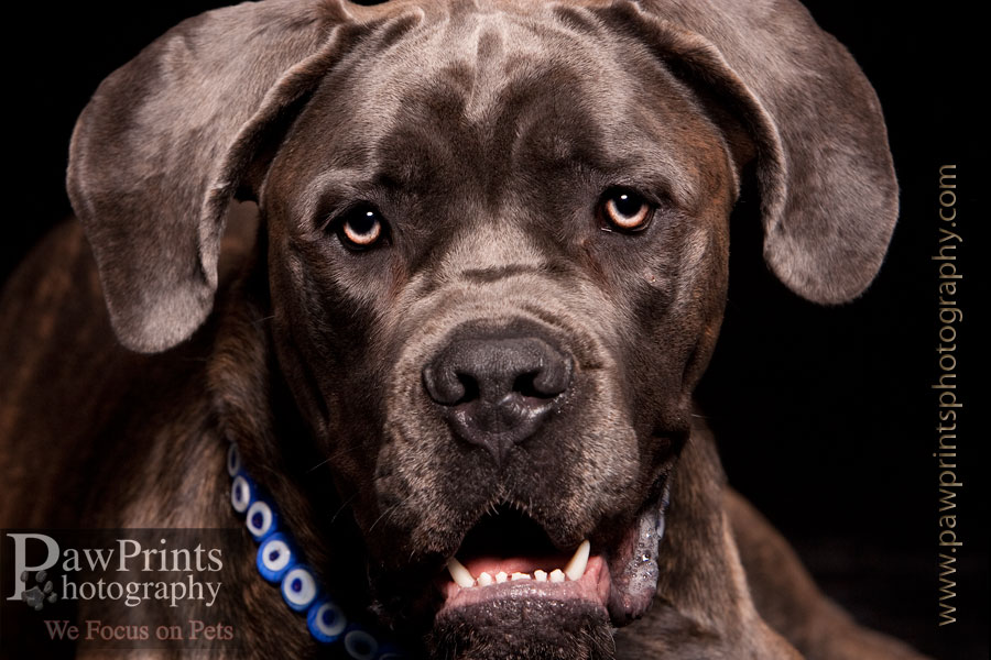 cane_corso_maya2