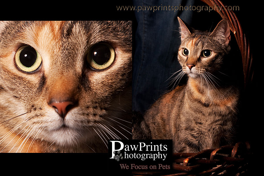 eva_cat