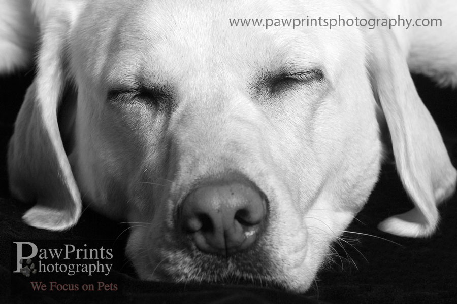 holly_sleeping