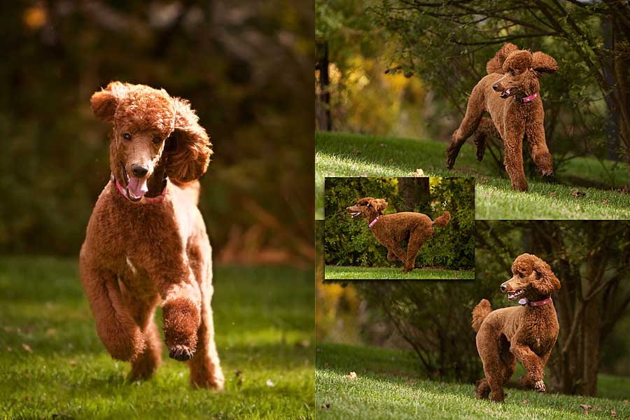 lucy_in_action