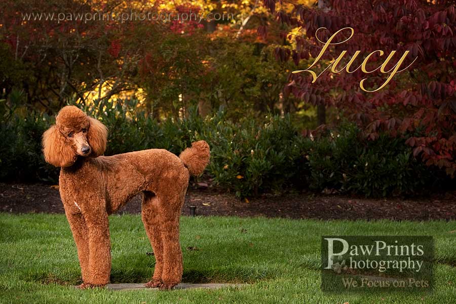 lucy_poodle