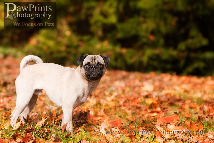 max_pug
