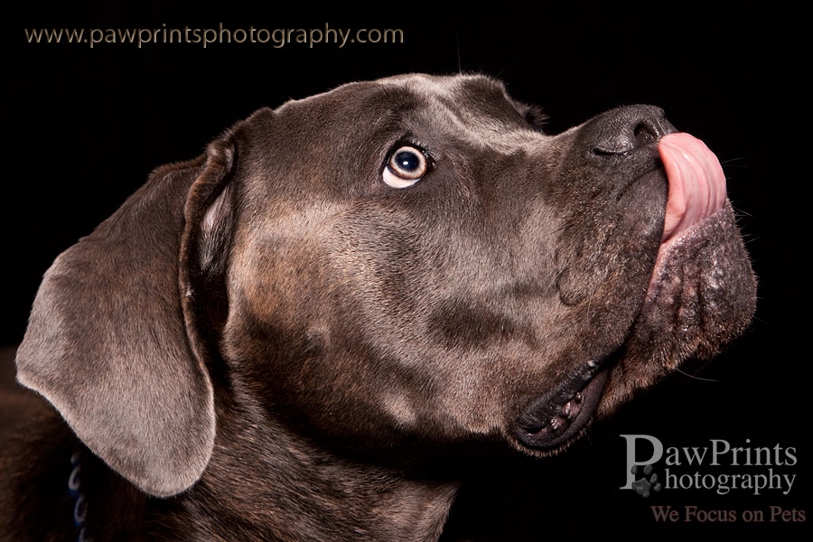 maya_cane_corso