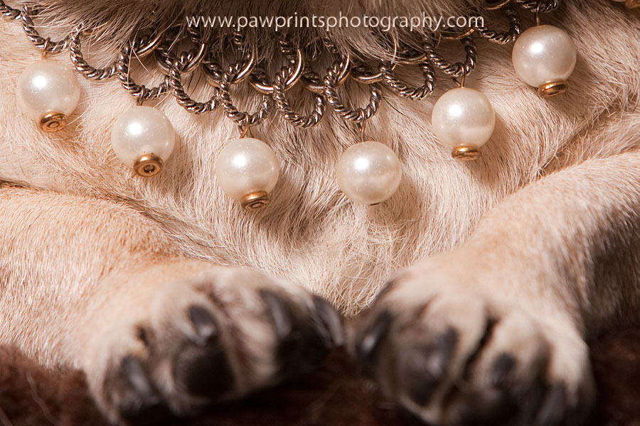 pug_bling pug_bling